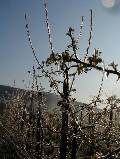 Gartenbau, Bewässerung, Wasserversorgung, Dresden, Pirna, Freital, Meißen